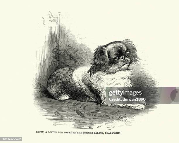 looty, little pekingese dog found in summer palace, near pekin - pekingese stock illustrations