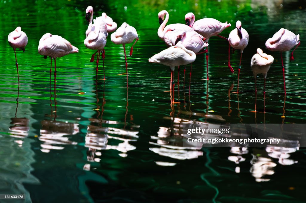 Small flock of flamigoe's