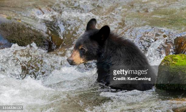 cucciolo di orso nero seduto a un ruscello di montagna - parco nazionale great smoky mountains foto e immagini stock