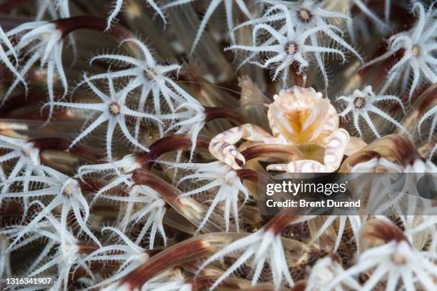 haig's porcelain crab and sea pen polyps - soft coral stock-fotos und bilder