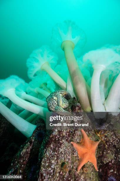 white plumose anemones in monterey - batstar stock pictures, royalty-free photos & images