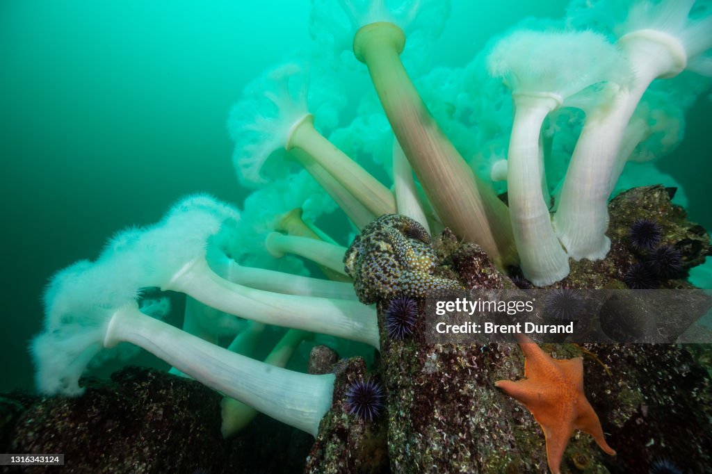 White Plumose Anemones in Monterey