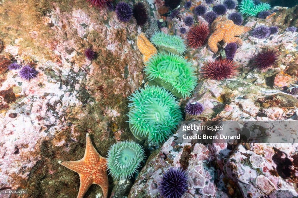 Northern California Reef Close Up