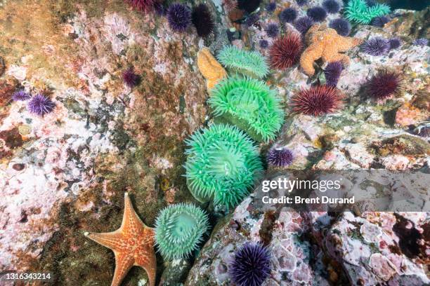 northern california reef close up - leather sea star stock pictures, royalty-free photos & images