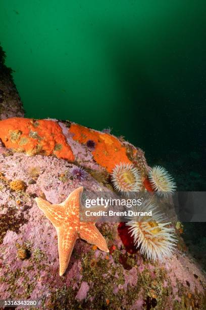 cold water reef - leather sea star stock pictures, royalty-free photos & images