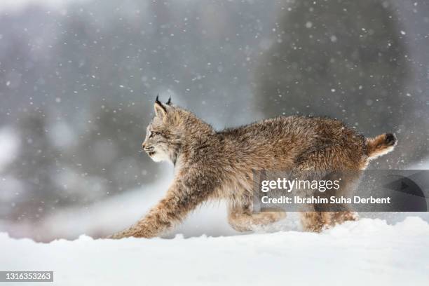 the close up side view of canadian lynx (lynx canadensis) moving on snow - pounce attack stock pictures, royalty-free photos & images