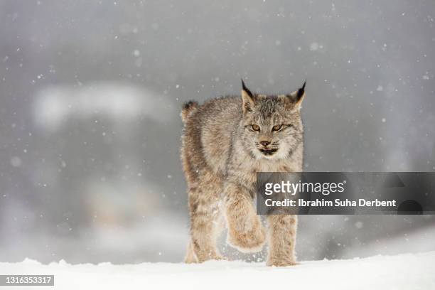the close up front view of canadian lynx (lynx canadensis) walking towards camera on snow - canadian lynx fotografías e imágenes de stock
