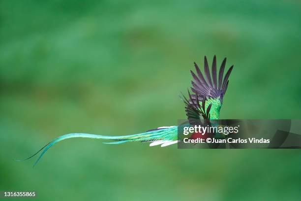 male resplendent quetzal leaving nest - quetzal stock pictures, royalty-free photos & images