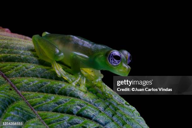 sachatamia ilex - glass frog stock pictures, royalty-free photos & images