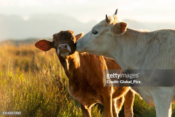 dierenverzorging en liefdevol - animals kissing stockfoto's en -beelden