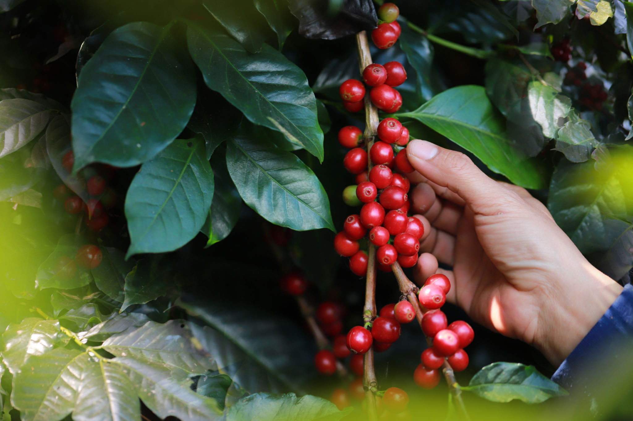 hawaii agriculture