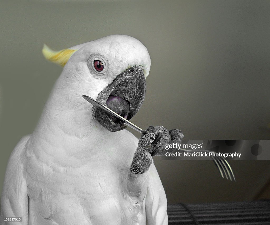 Parrot with fork