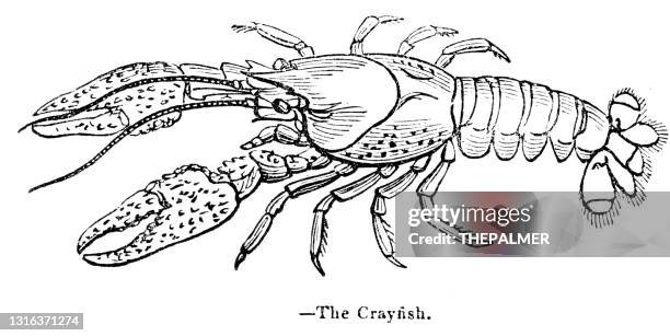 crayfish engraving 1893 - crawfish stock illustrations