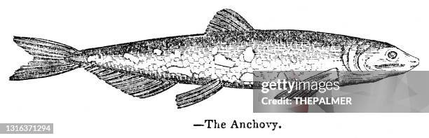 anchovy engraving 1893 - foraging stock illustrations