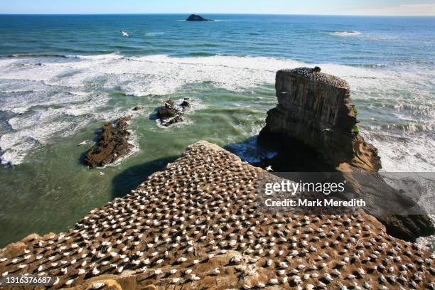 gannet colony - gannet stock pictures, royalty-free photos & images