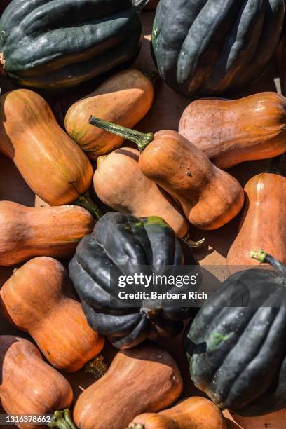 butternut and acorn squash ready for winter storage - acorn squash stock pictures, royalty-free photos & images