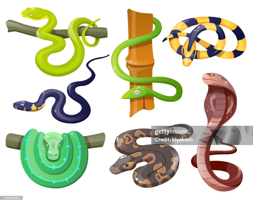 Snakes Wild Tropical Serpents Python And Cobra High-Res Vector Graphic ...
