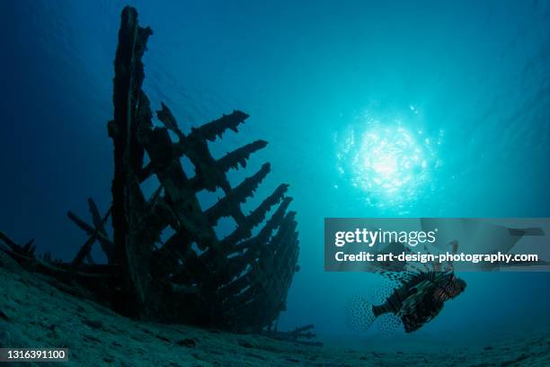 red lionfish, pterois volitans, wreck - restos de un accidente fotografías e imágenes de stock