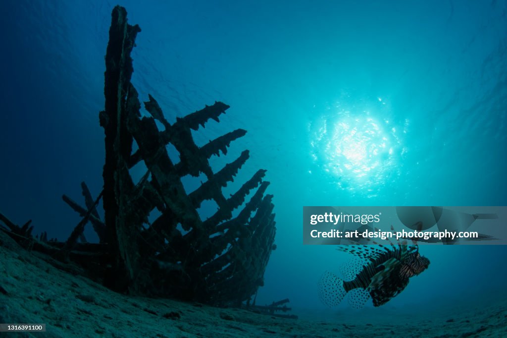 Red lionfish, Pterois volitans, Wreck