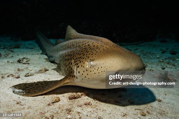 zebra shark, stegostoma fasciatum - leopard shark stock pictures, royalty-free photos & images