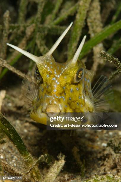 longhorn cowfish, lactoria cornuta, mutation with three hornes - longhorn cowfish stock pictures, royalty-free photos & images
