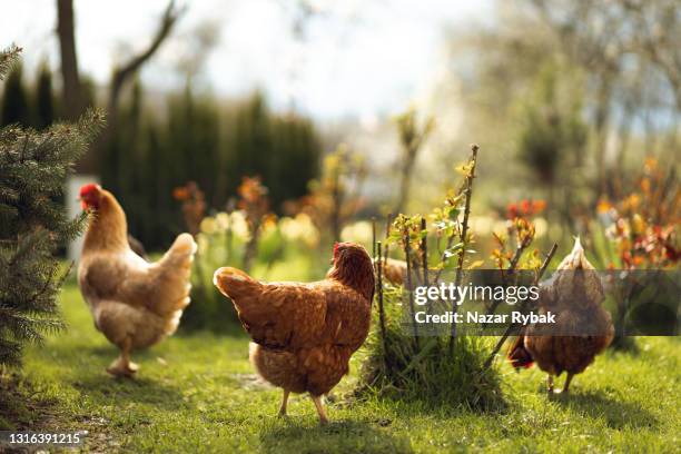 kycklingar betar på grönt gräs på landsbygden - chickens in field bildbanksfoton och bilder
