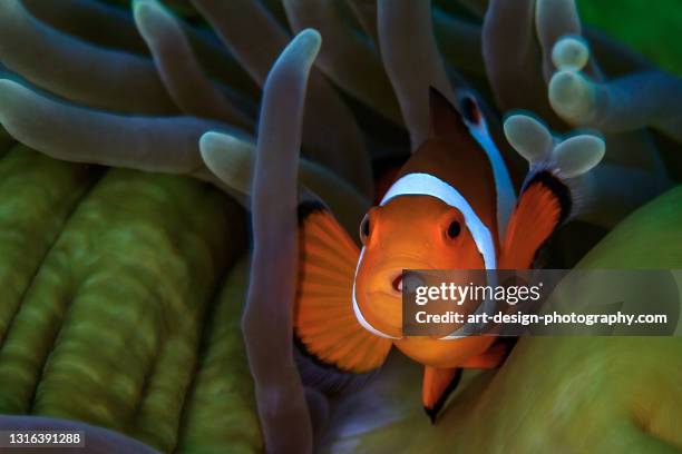 clown anemonefish, amphiprion percula with cymothoa parasite - clownfish stock pictures, royalty-free photos & images