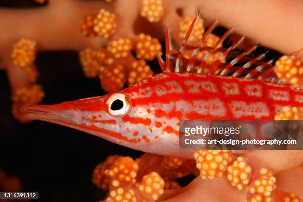 longnose hawkfish, oxycirrhites typus - hawkfish stock-fotos und bilder