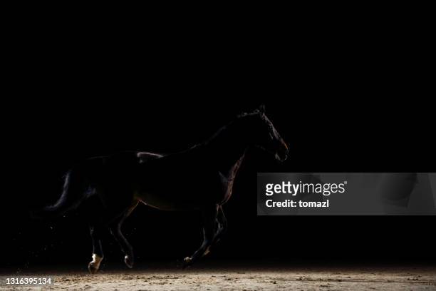 silueta de un caballo corriendo - caballo de pura raza fotografías e imágenes de stock