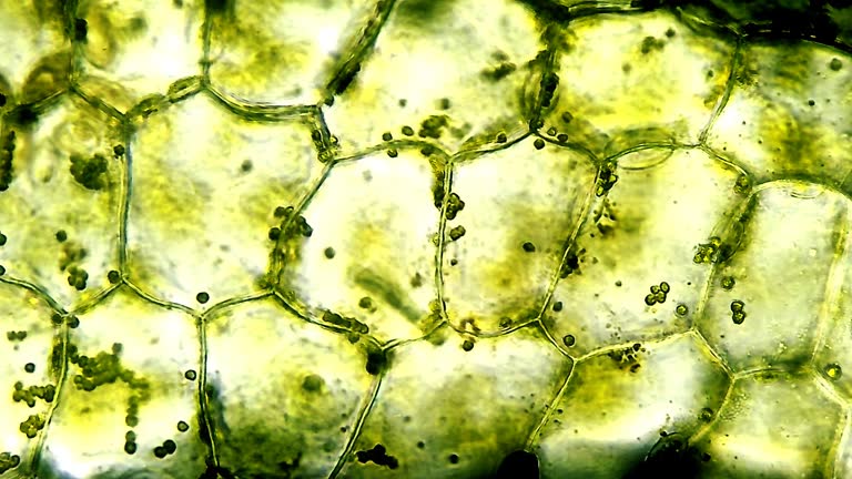 Pickle Under Microscope 531 Plant Cell Under Microscope Stock Videos, Footage, & 4K Video Clips ...
