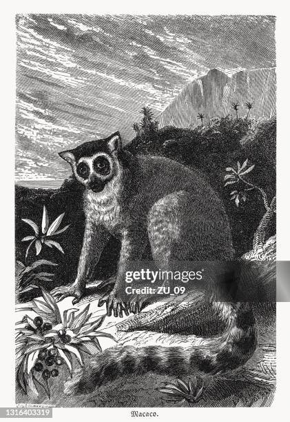 illustrazioni stock, clip art, cartoni animati e icone di tendenza di lemure dalla coda ad anello (lemur catta) sul madagascar, incisione su legno, pubblicato nel 1868 - lemur