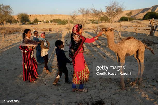 Native young girl in traditional costume puts her finger playfully in the toothless mouth of a camel calf where her playmates watch with amusement...