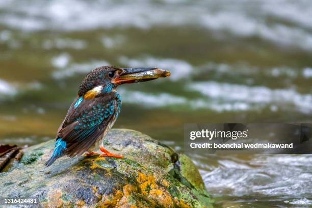 bird (blue-banded kingfisher) , thailand - kingfisher river stock pictures, royalty-free photos & images