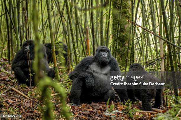 the mountain gorilla family (gorilla beringei beringei) resting among bamboos in volcanos national park, rwanda - mountain gorilla foto e immagini stock
