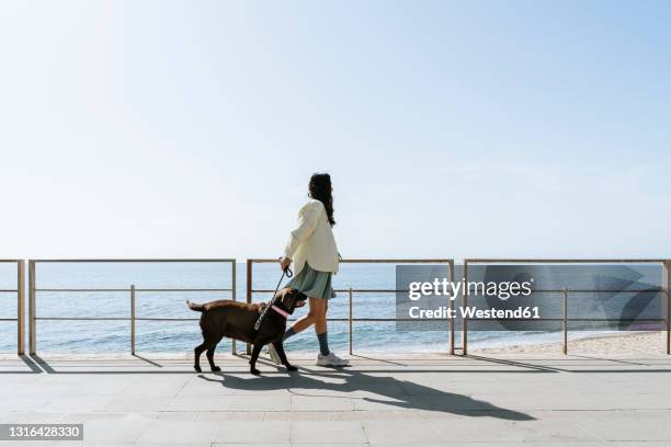 mid adult woman walking with labrador dog by railing at beach during sunny day - promenade seafront stock pictures, royalty-free photos & images