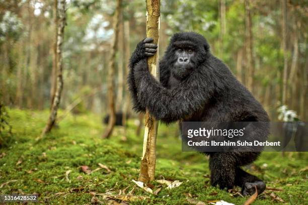 a close-up scene of young mountain gorilla (gorilla beringei beringei) looking at camera nearby eucalyptus tree - gorilla eating stock pictures, royalty-free photos & images