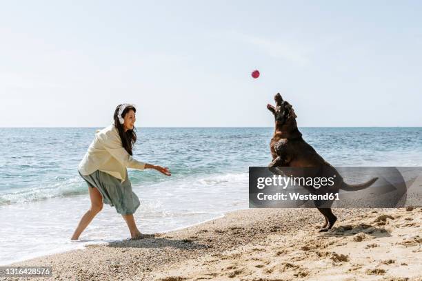 woman and labrador dog playing with ball at beach during weekend - catching stock pictures, royalty-free photos & images