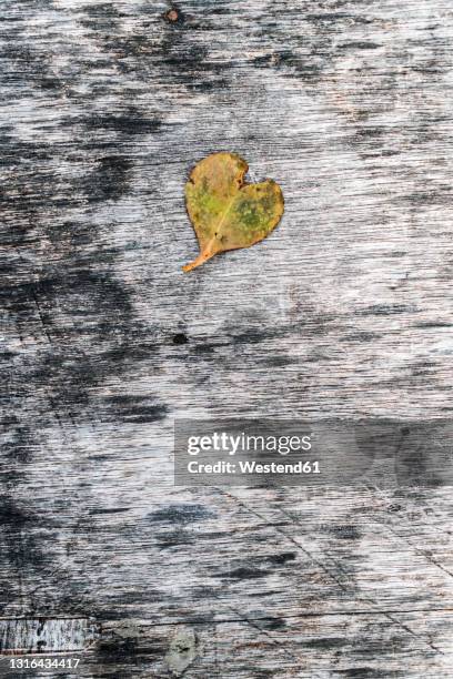 heart shaped wilted leaf lying on wooden surface - wilted stock-fotos und bilder
