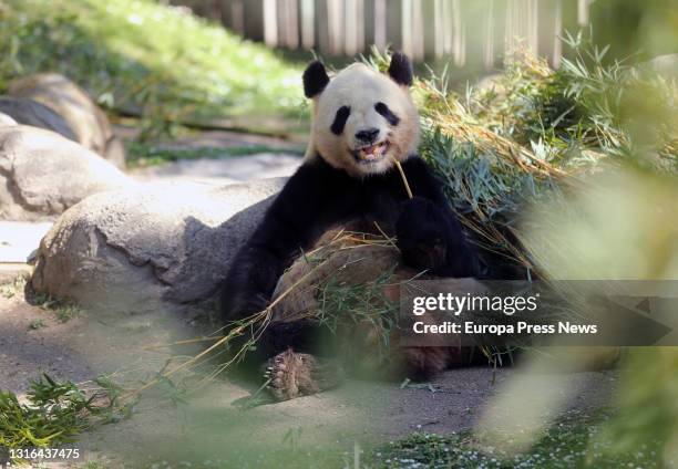 Panda bear eats at the Zoo Aquarium on May 5 in Madrid, Spain.