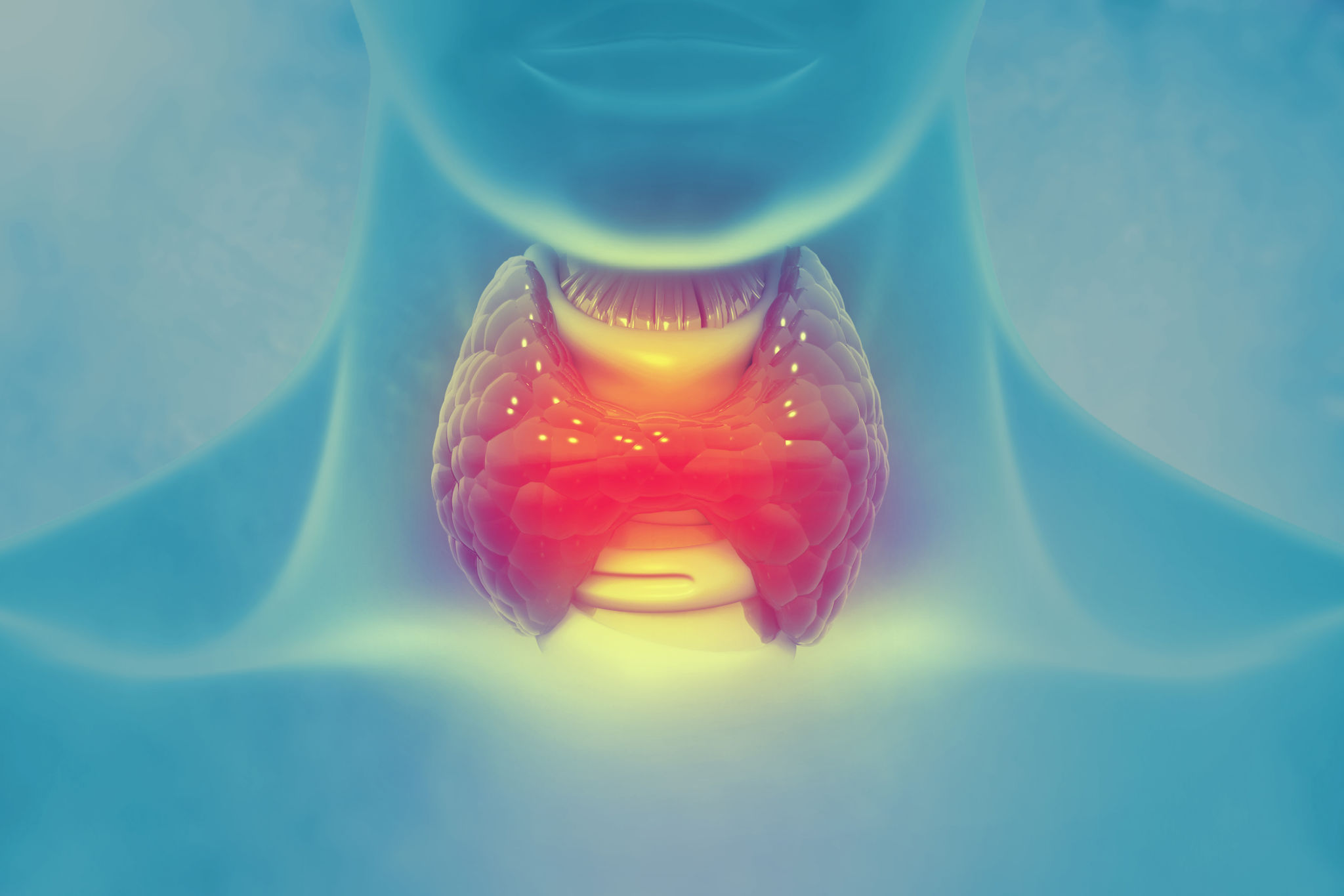 endocrine system illustration