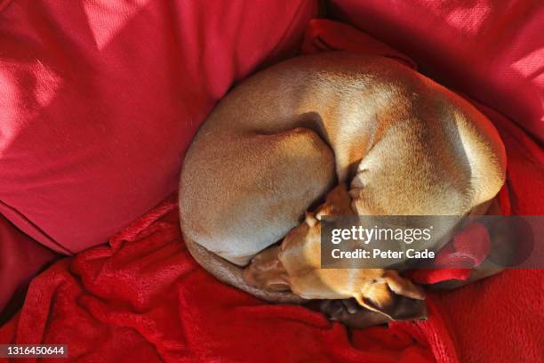 dog asleep in red sofa - enroscado - fotografias e filmes do acervo
