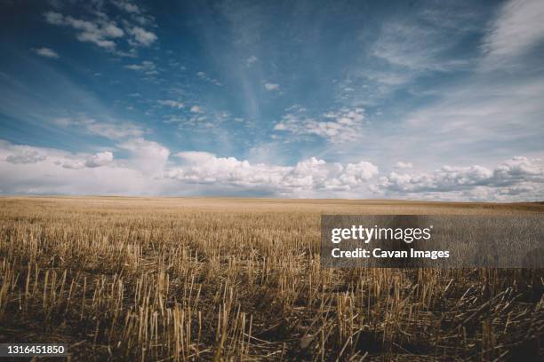 puffy clouds dot the sky above a prairie landscape in alberta - alberta farm scene stock-fotos und bilder