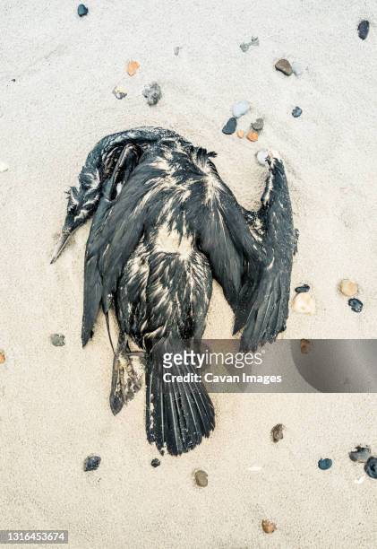 dead raven in beautiful shape on the beach in denmark - dead raven stock pictures, royalty-free photos & images