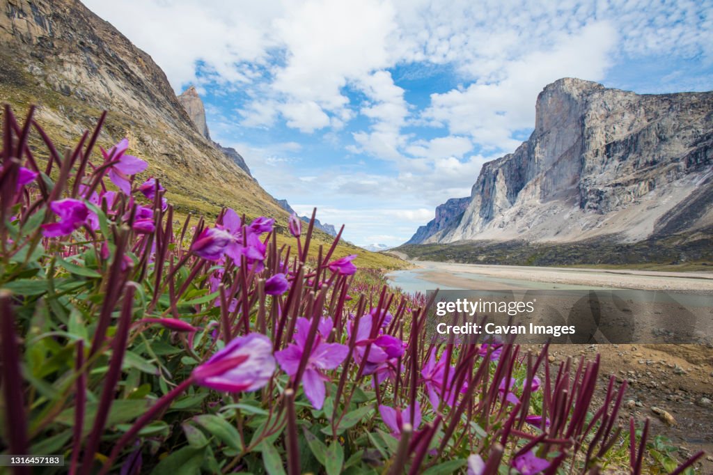 Flowers bloom below Mount Thor, Baffin Island, Nunuvat.