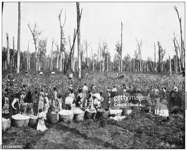antikes schwarz-weiß-foto von amerikanischen wahrzeichen: baumwoll-picking in mississippi - sklaverei stock-grafiken, -clipart, -cartoons und -symbole