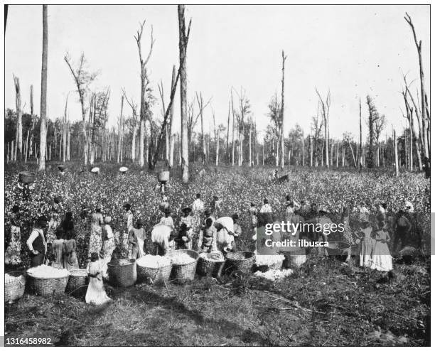 antique black and white photograph of american landmarks: cotton picking in mississippi - cotton bud stock illustrations