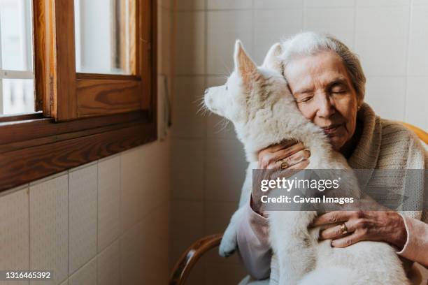 elderly woman tenderly hugs her white siberian husky puppy dog - animals hugging stock-fotos und bilder