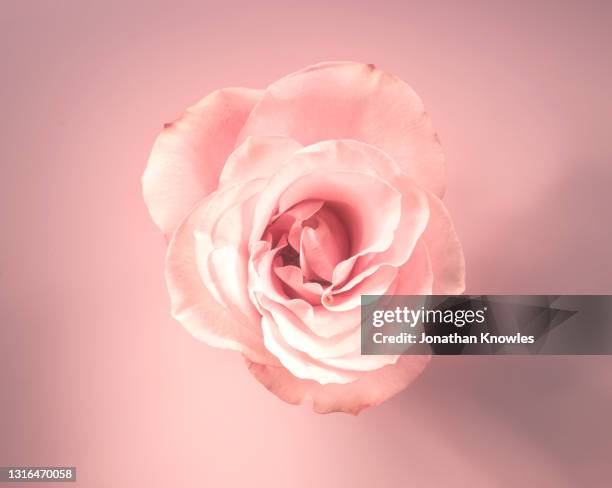 single pink rose - pétalo fotografías e imágenes de stock