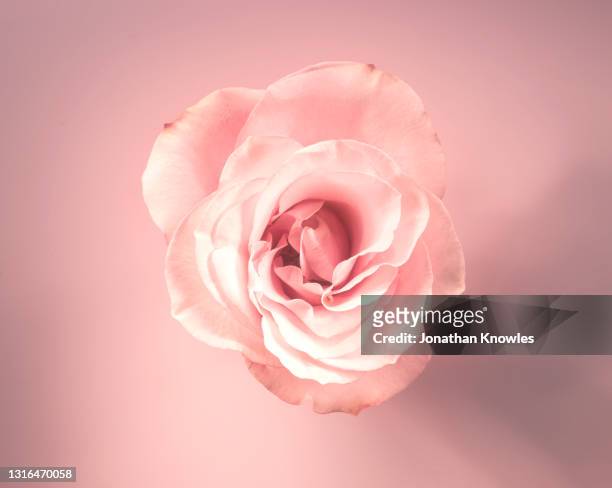 single pink rose - rose flower photos et images de collection