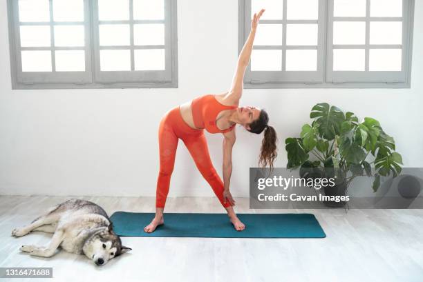 young beautiful woman practicing yoga with dog, parivrtta trikonasana - parivrtta trikonasana stock pictures, royalty-free photos & images
